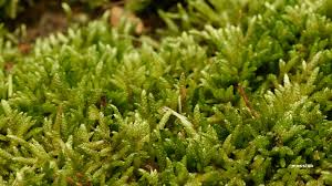 Attēlu rezultāti vaicājumam “Plagiothecium cavifolium”