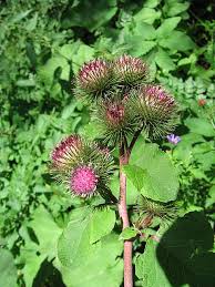 Attēlu rezultāti vaicājumam “Arctium nemorosum”