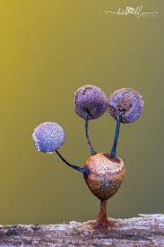 Attēlu rezultāti vaicājumam “Lamproderma debile sessile”