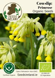 Image result for Schlüsselblumen