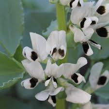 Attēlu rezultāti vaicājumam “Vicia faba flower”