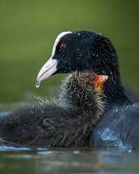 Attēlu rezultāti vaicājumam “Fulica atra”