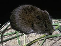 Attēlu rezultāti vaicājumam “Microtus agrestis”