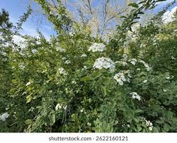 Attēlu rezultāti vaicājumam “Spiraea chamaedryfolia”