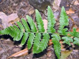 Attēlu rezultāti vaicājumam “Dryopteris cristata”
