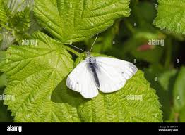 Attēlu rezultāti vaicājumam “Pieris rapae male”