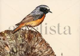 Attēlu rezultāti vaicājumam “Phoenicurus ochruros”