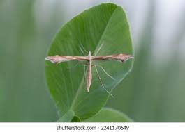 Attēlu rezultāti vaicājumam “Gillmeria pallidactyla”