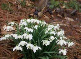 Attēlu rezultāti vaicājumam “Galanthus nivalis fruit”