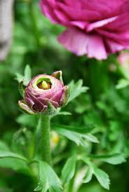 Attēlu rezultāti vaicājumam “Ranunculus lanuginosus bud”