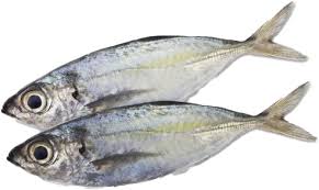 Image result for ikan