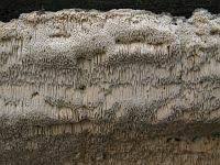 Attēlu rezultāti vaicājumam “Antrodia sinuosa”