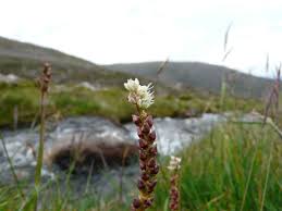 Attēlu rezultāti vaicājumam “Bistorta vivipara flower”