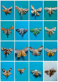 Attēlu rezultāti vaicājumam “Yponomeutidae”