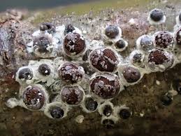 Attēlu rezultāti vaicājumam “Diderma chondrioderma spores”