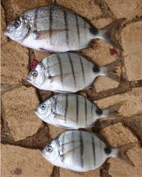 Image result for Diplodus cadenati