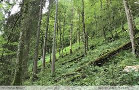 Attēlu rezultāti vaicājumam “Harpanthus scutatus”