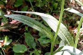 Attēlu rezultāti vaicājumam “Dactylorhiza cruenta leaf”