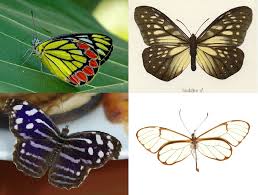 Image result for Papilionoidea