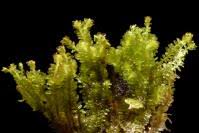 Attēlu rezultāti vaicājumam “Diplophyllum albicans”