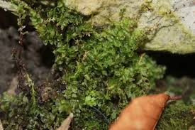 Attēlu rezultāti vaicājumam “Plagiomnium cuspidatum sporophyte”