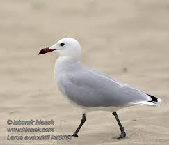 Image result for Larus audouinii