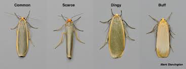 Attēlu rezultāti vaicājumam “Eilema griseola larva”