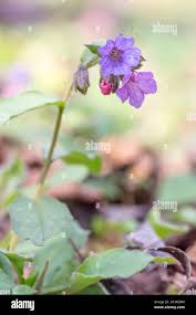 Attēlu rezultāti vaicājumam “Pulmonaria obscura bud”