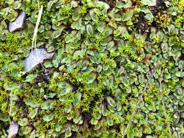 Attēlu rezultāti vaicājumam “Blepharostoma trichophyllum sporophyte”