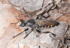 Attēlu rezultāti vaicājumam “Choerades sp.”