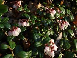 Attēlu rezultāti vaicājumam “Vaccinium vitis-idaea bud”
