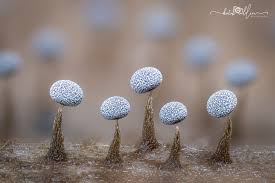 Attēlu rezultāti vaicājumam “Physarum melleum young”