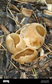 Attēlu rezultāti vaicājumam “Peziza vesiculosa”