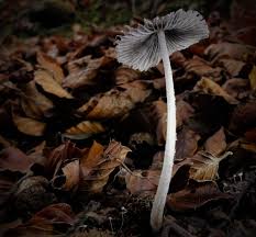 Attēlu rezultāti vaicājumam “Coprinus lagopus”