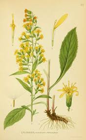 Image result for Solidago virgaurea