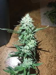 Resultado de imagen para la marihuana channel