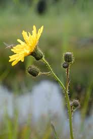 Attēlu rezultāti vaicājumam “Sonchus arvensis subsp. uliginosus flower”