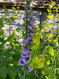 Attēlu rezultāti vaicājumam “Digitalis purpurea flower”
