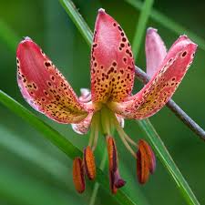 Image result for Lilium martagon `Manitoba Fox`