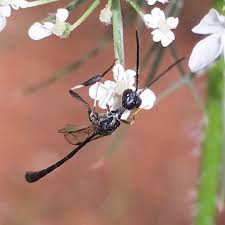 Attēlu rezultāti vaicājumam “Gasteruption jaculator”