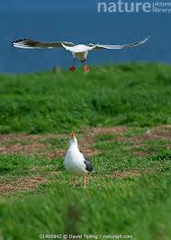 Attēlu rezultāti vaicājumam “Larus ridibundus eggs”