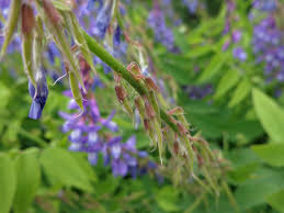 Attēlu rezultāti vaicājumam “Galega orientalis flower”