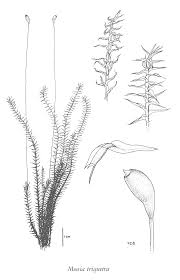 Attēlu rezultāti vaicājumam “Meesia triquetra”