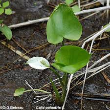 Attēlu rezultāti vaicājumam “Calla palustris leaf”