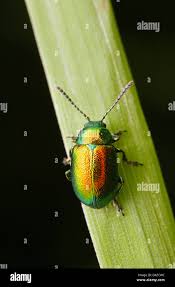 Attēlu rezultāti vaicājumam “Chrysolina staphylaea”