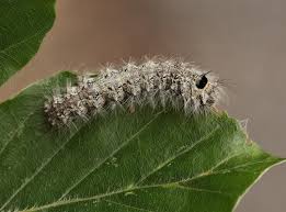 Attēlu rezultāti vaicājumam “Lymantria monacha”