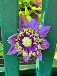 Attēlu rezultāti vaicājumam “Clematis flower”