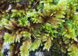 Attēlu rezultāti vaicājumam “Pleurocarpous mosses”