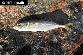 Image result for Trachurus mediterraneus