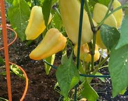 Afbeeldingsresultaat voor hungarian sweet apple sweet pepper